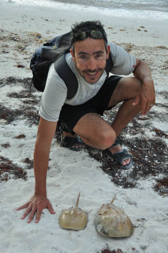 Bizarras carapaças que se encontram nas praias da ilha de Holbox, no norte do Yucatán, no México